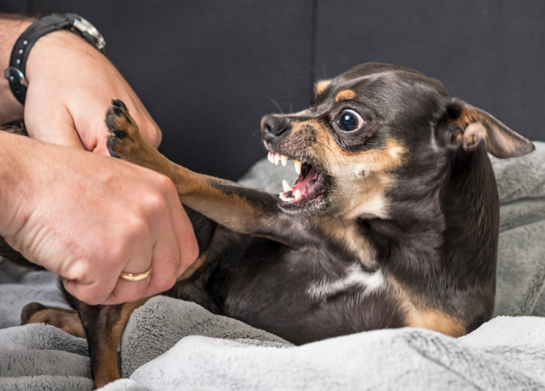 Bitten By A Dog? You Learn About Possible Compensation
