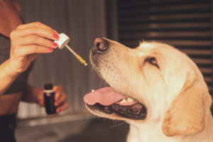 Tips to Find the Best CBD For Dogs With Allergies