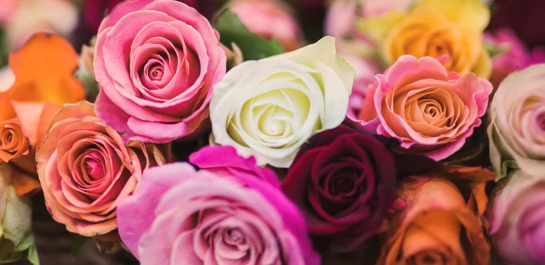 The significance of flower colors and their meanings