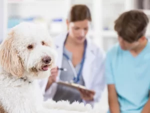 How To Keep Your Pet Free From Diseases – Tips To Follow