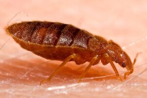 The Itch You Can’t Scratch Away: Exploring Different Bed Bug Treatments