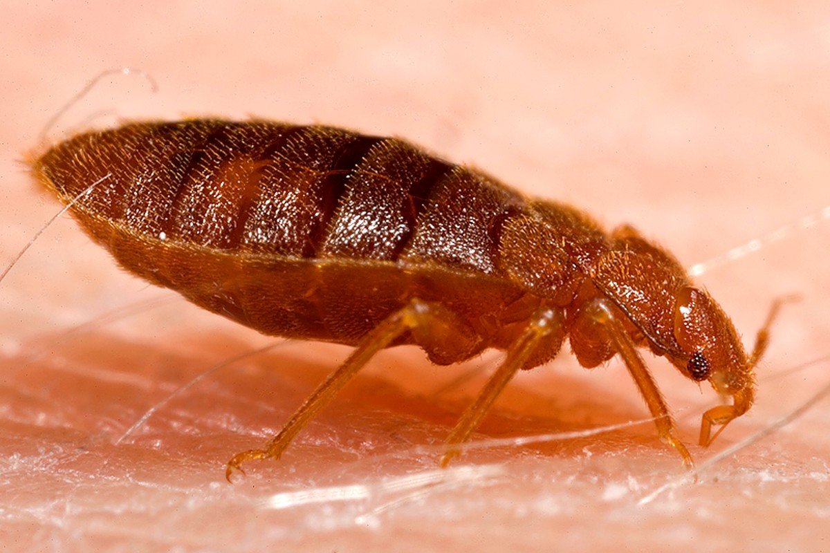 The Itch You Can’t Scratch Away: Exploring Different Bed Bug Treatments
