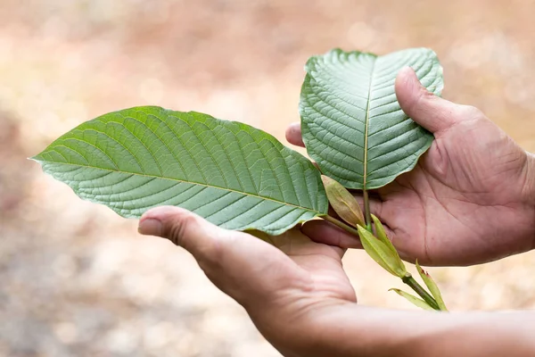 maeng da kratom